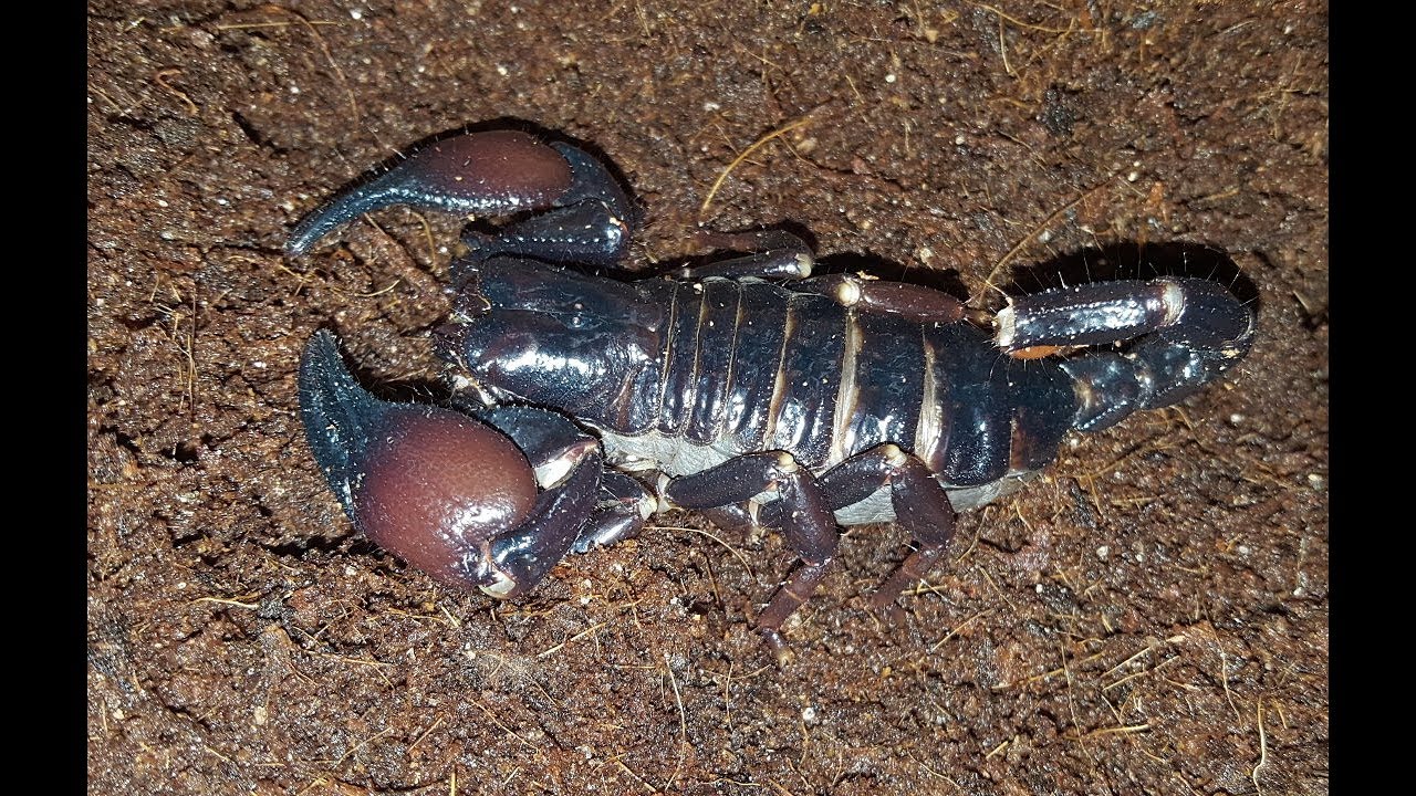 Skorpione 7  -  Pandinus Viatoris