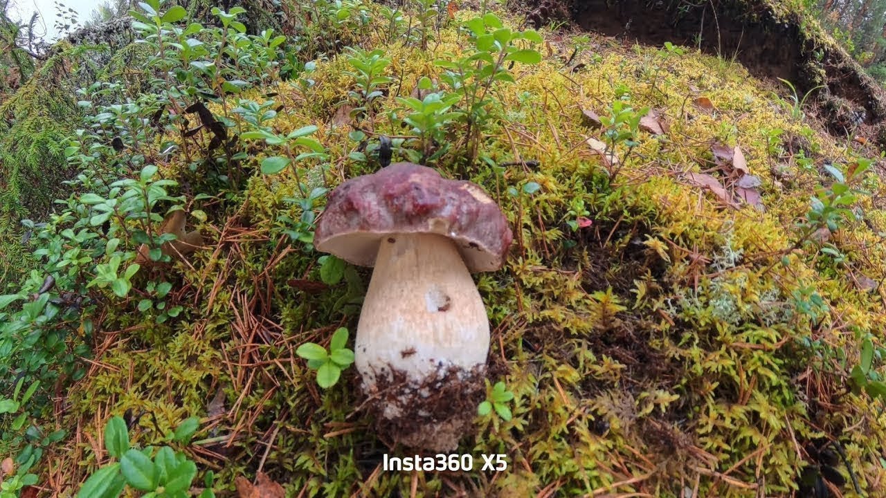 Mushroom picking🍄‍🟫, autumn mushrooms🇫🇮🇫🇮