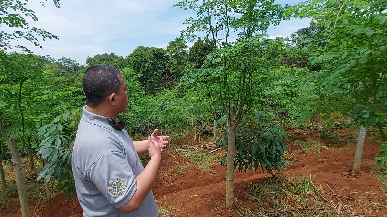 Kebun Pertanian Daun Kelor Bermanfaat untuk Sayuran