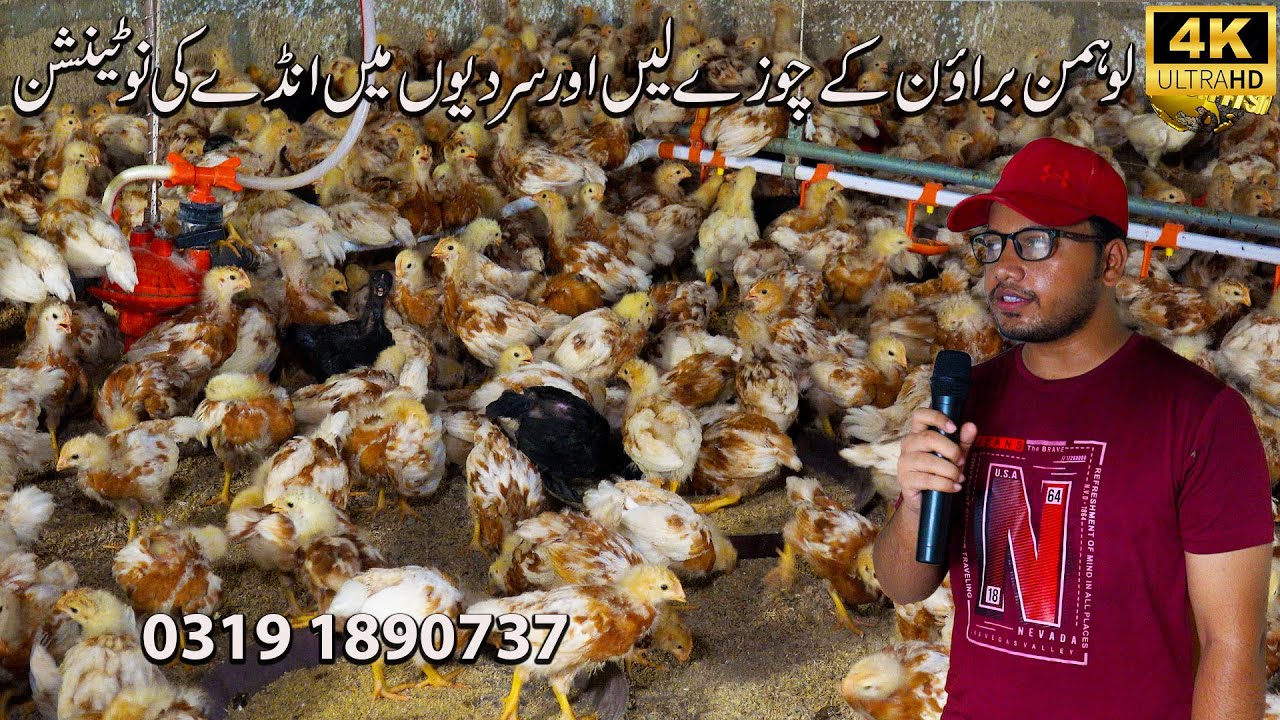 Lohmann Brown 1000 Chicks Setup and eggs 2025 Karachi | Prepare the chicks for eggs laying