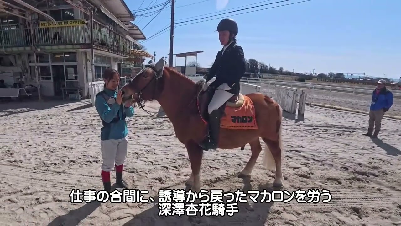 【笠松競馬ショート】誘導馬　ポニーのマカロン