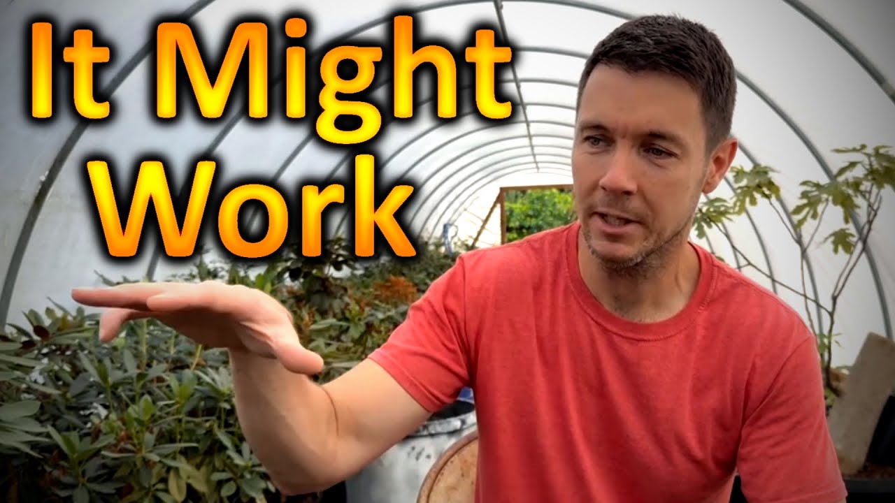 How to Prune a Hydrangea | My Theory on why the Panicle Hydrangeas Flop Over After Rain