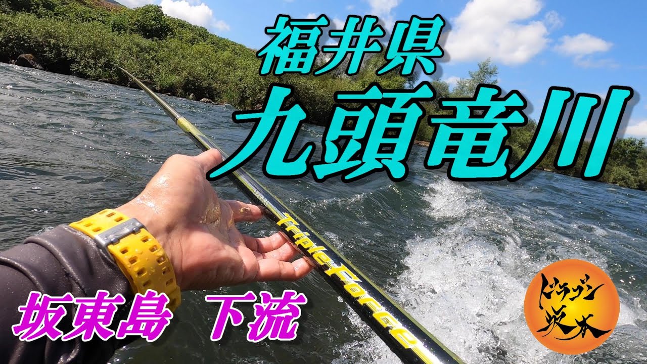 【鮎釣り 2020】 九頭竜川 坂東島下流