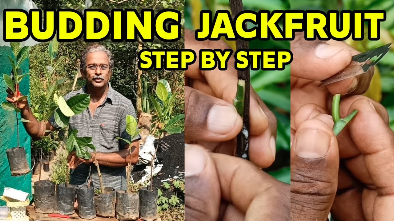 Patch Budding In Jackfruit | ಹಲಸಿನಲ್ಲಿ ಕಸಿ ಕಟ್ಟುವ ವಿಧಾನ | Best Grafting Method | Jackfruit | Kannada