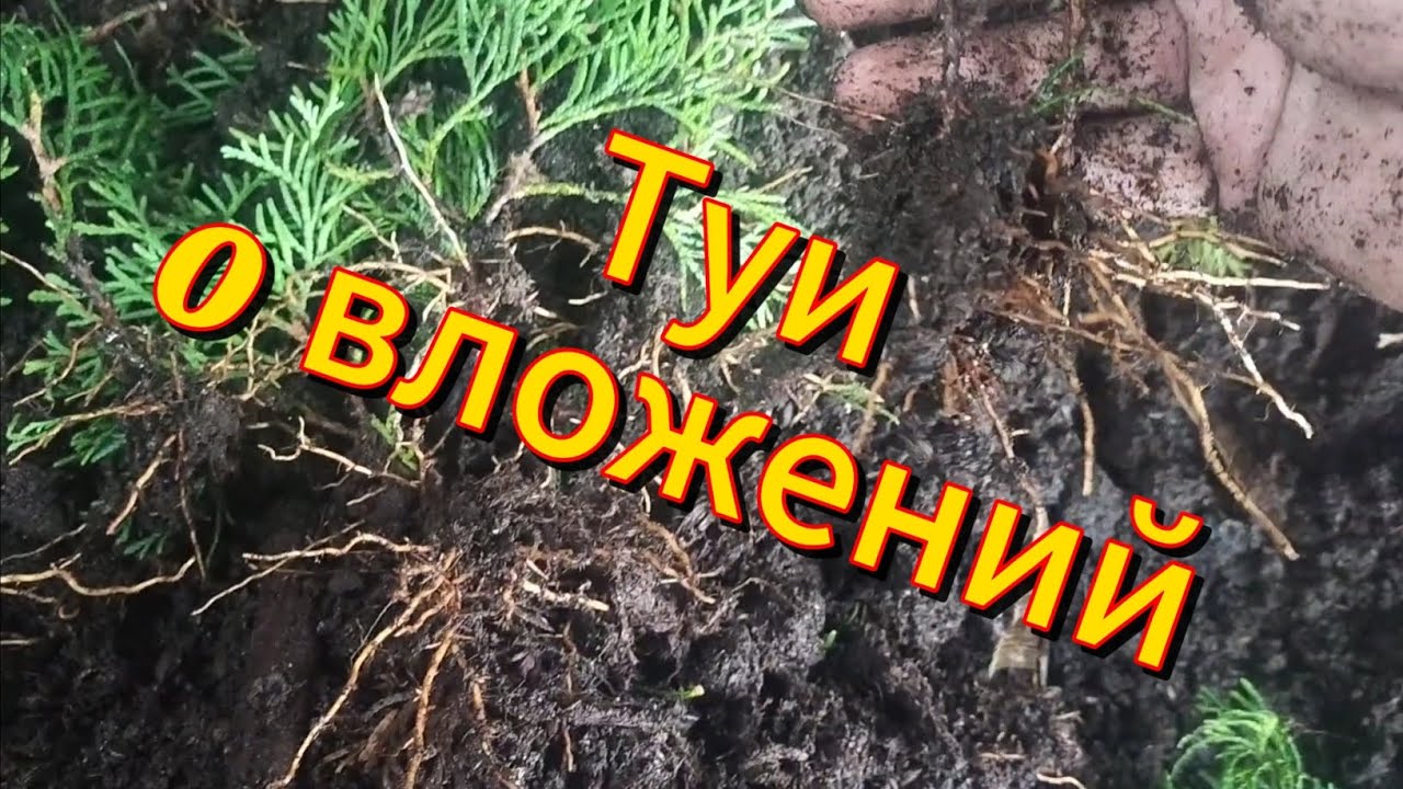 Туи  парник без полива. Результат удивил!