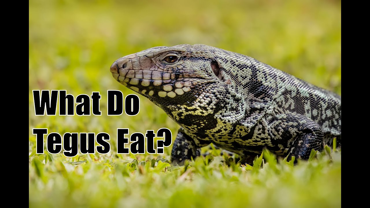 What Should Tegus Eat?