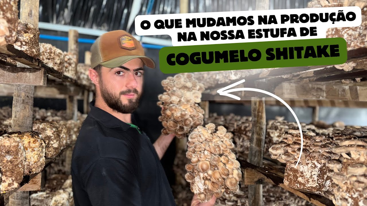 O que mudou na nossa produção de cogumelo shitake