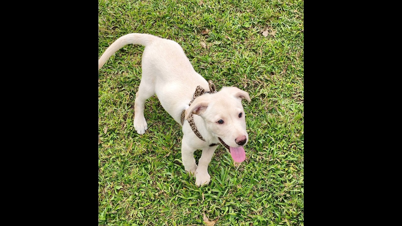 Oda a mi perro