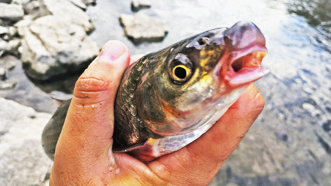 Pecanje Skobalja Na Plovak u Kasno Leto (Covek i Priroda) | Pecanje na Hleb