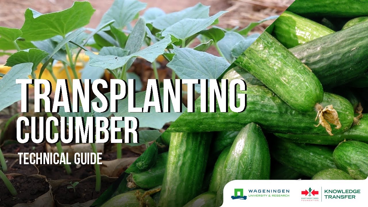 Transplanting – Transplanting Cucumber