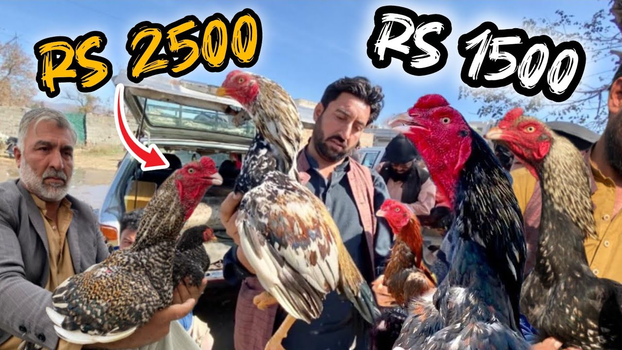 Big sale in haripur aseel murga mandi|Cheapest birds market 😱Big offer...