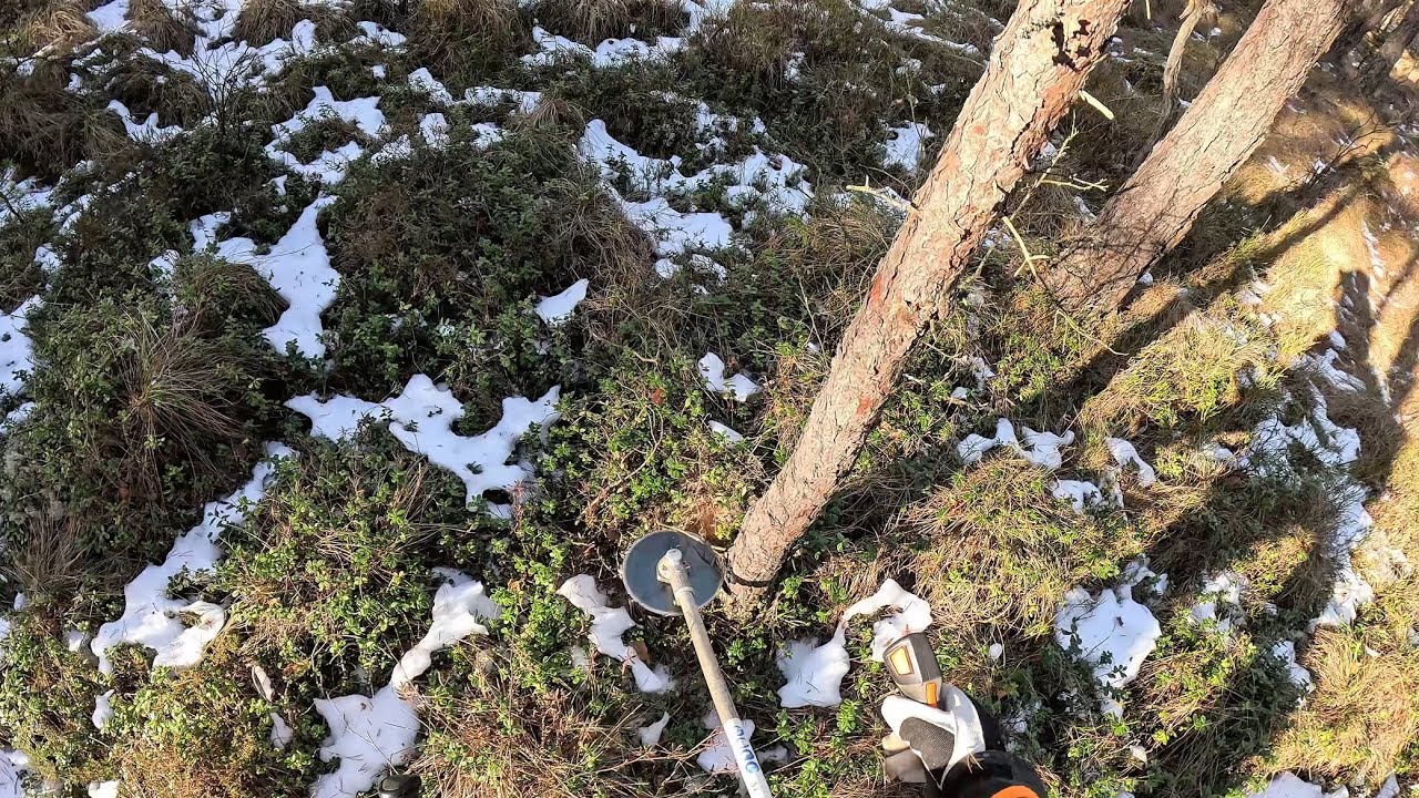 Pre-Thinning Clearing in Sweden | Real Forestry Work