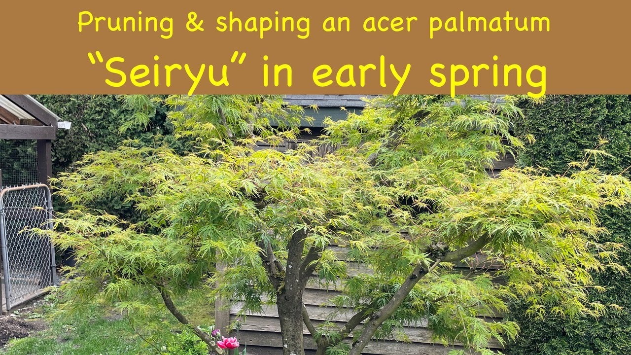Pruning an acer palmatum