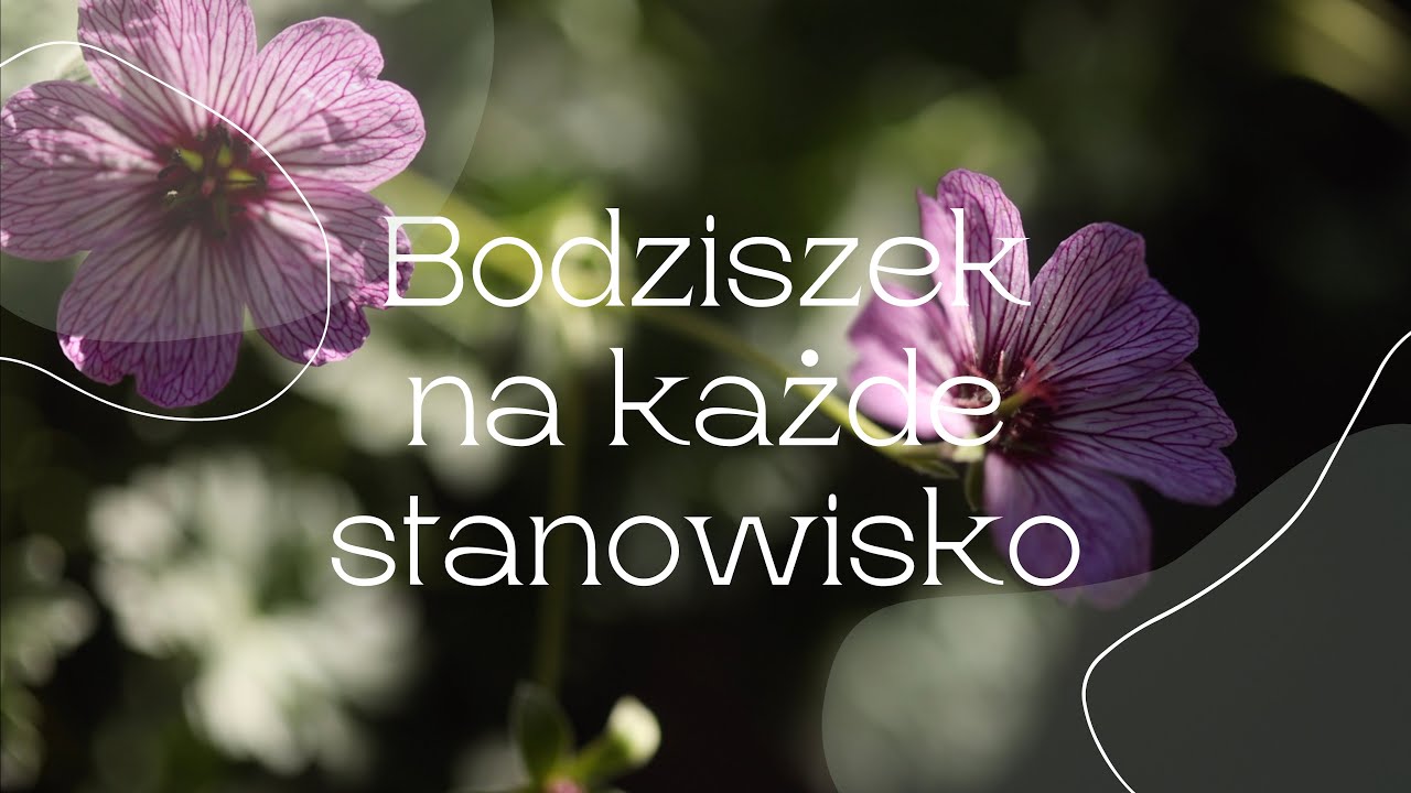 Bodziszki na różne stanowiska