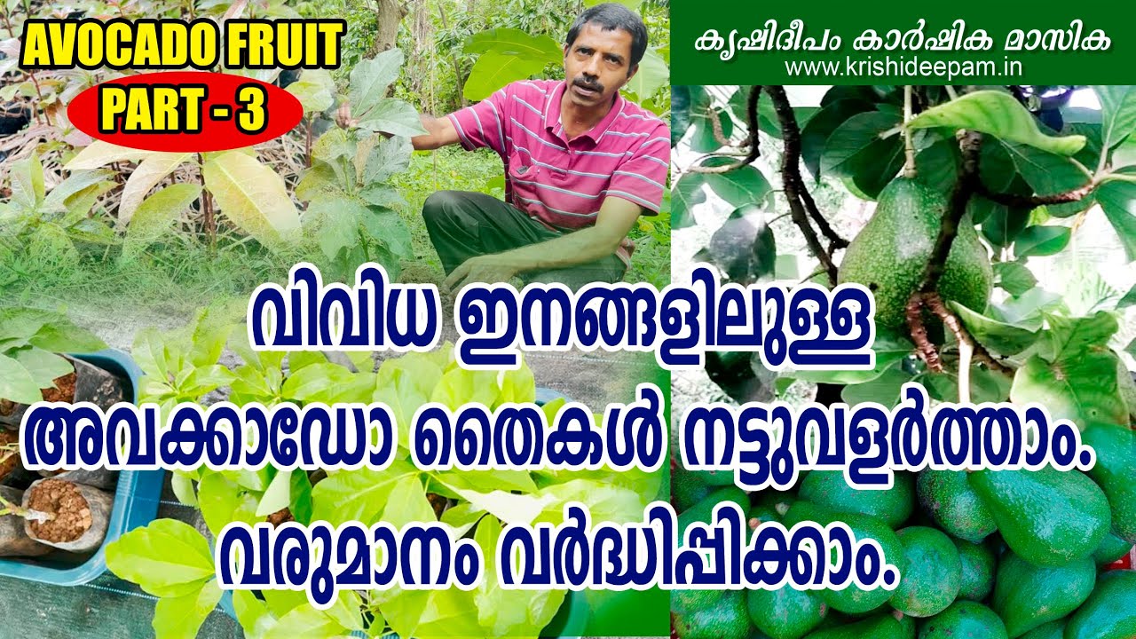 വിവിധ ഇനങ്ങളിലുളള  അവക്കാഡോ തൈകൾ നട്ടുവളർത്താം വരുമാനം വർദ്ധിപ്പിക്കാം | AVOCADOFRUIT