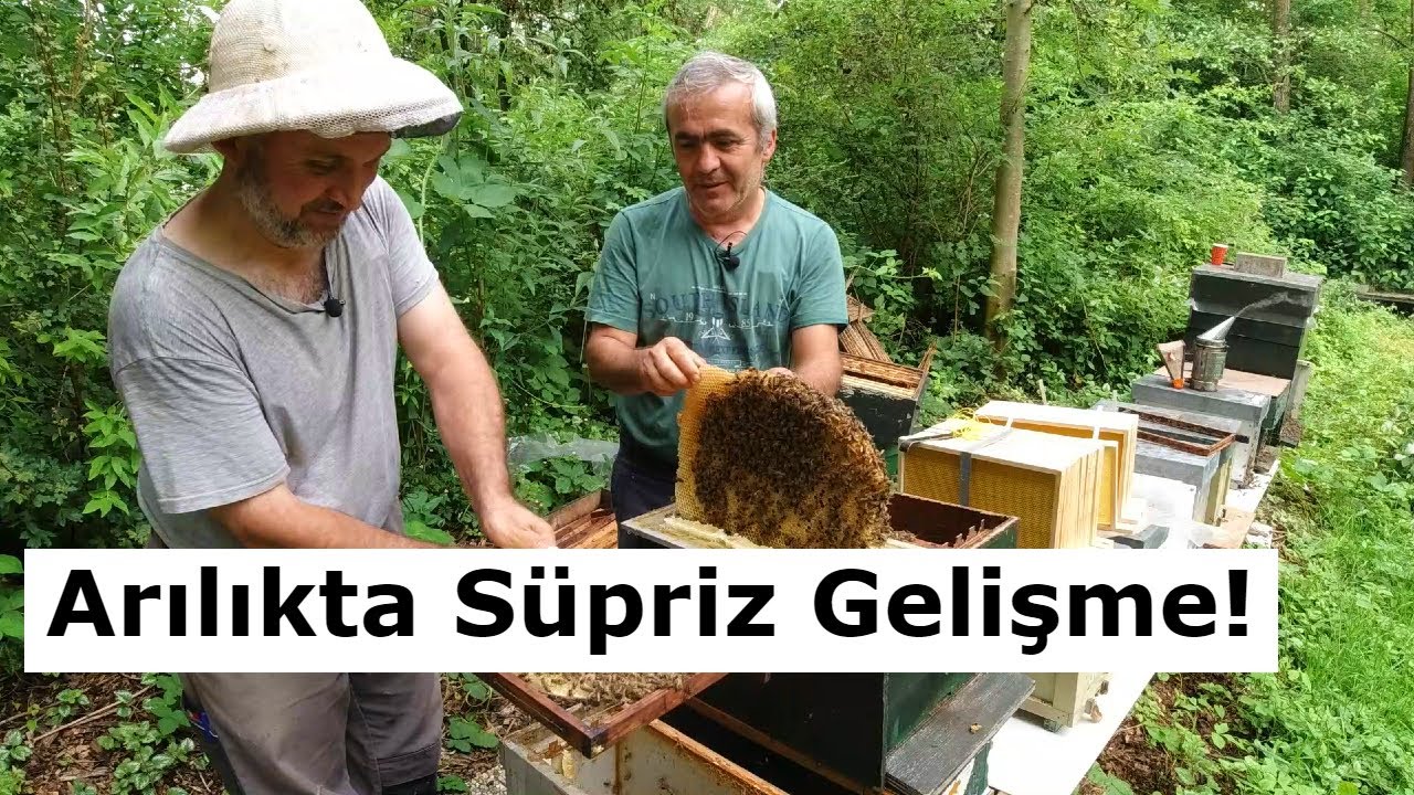 Arılıkta Süpriz Gelişme