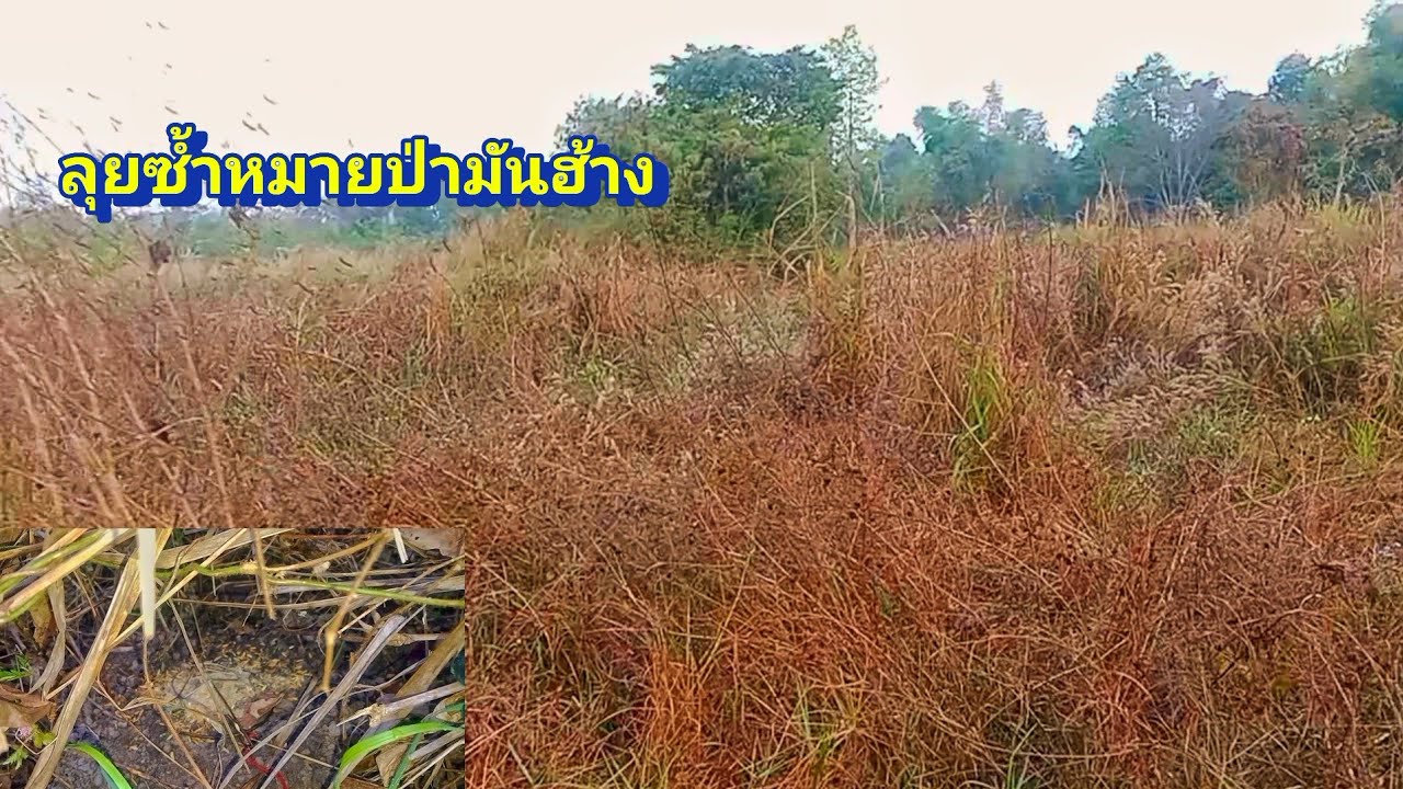 ซ้ำหมายป่ามันฮ้าง ดงไอ้แผง มาลุ้นกันว่าจะยังเหลือมั้ยหมายนี้