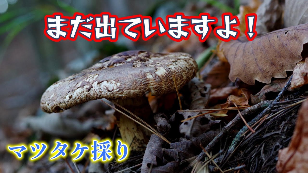 【マツタケ採り】紅葉見ごろ！まだマツタケ採れますよ！