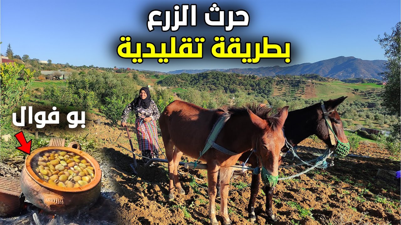 حرث الزرع بطريقة تقليدية وتحضير بو فوال هذه هي أحسن أكلة فهاد البرد مع لالة سعيدة