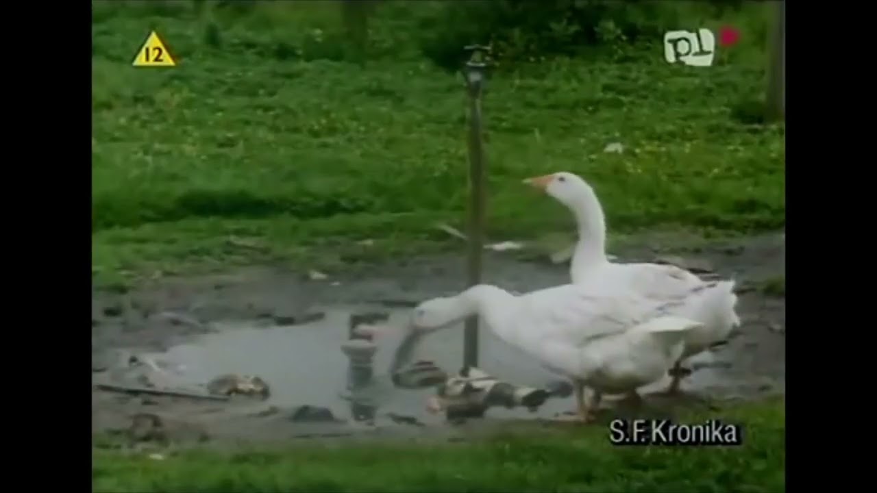 Jak wyglądały pgr'y po upadku