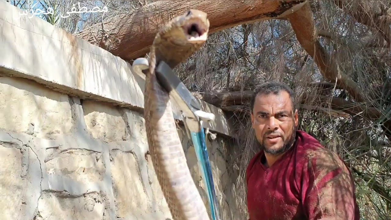 صيد كوبرا من داخل سور حجر مع مصطفى هجرس