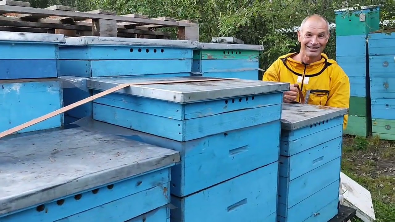 Вывезли пчел на золотарник