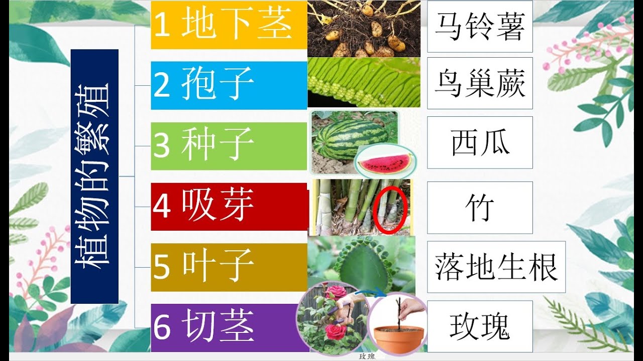 三年级 KSSR Semakan 科学 单元五 植物【植物的繁殖方法】