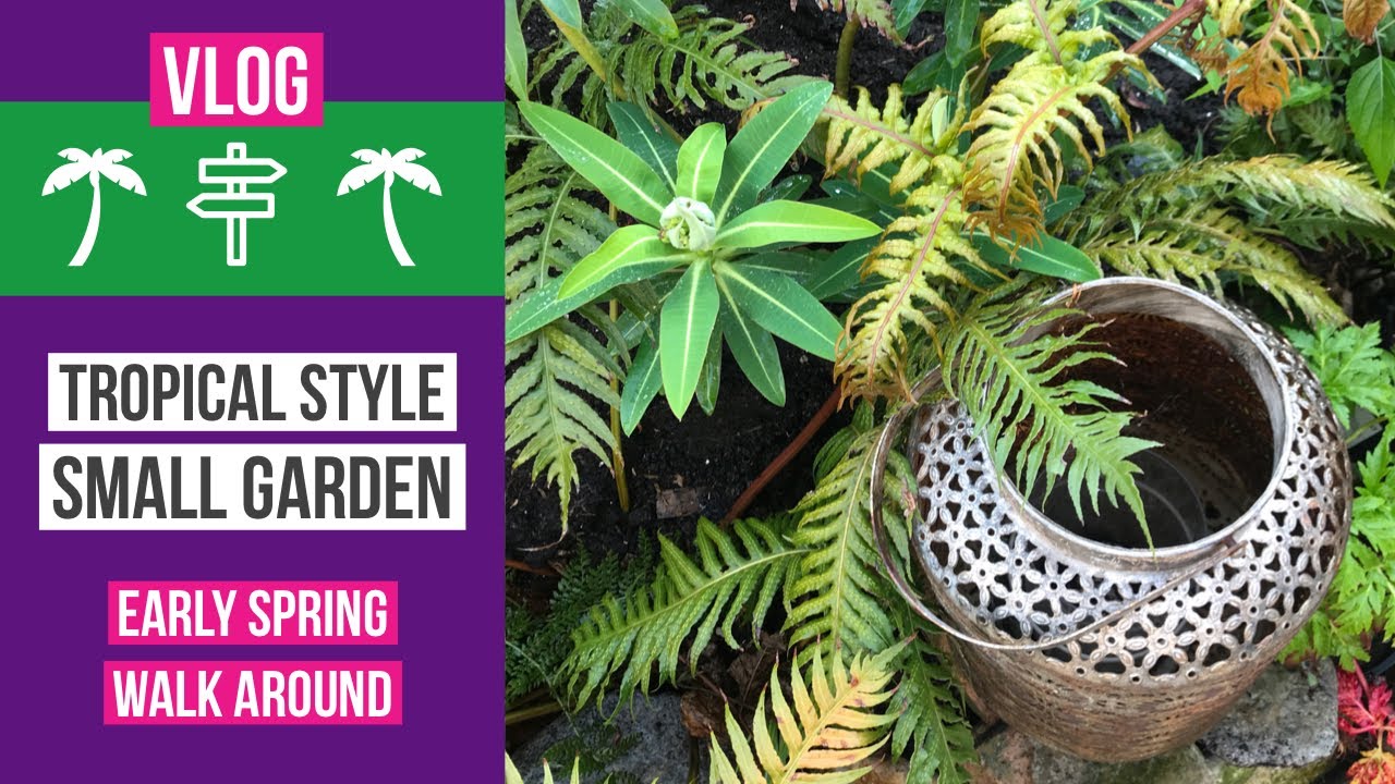 Small UK tropical style garden in early spring