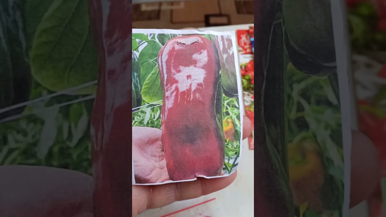Определяюсь с перцем , что буду сеять 