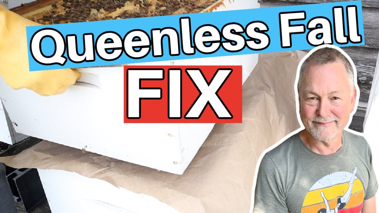 Beekeeping In The Fall Means Solving Queen Problems