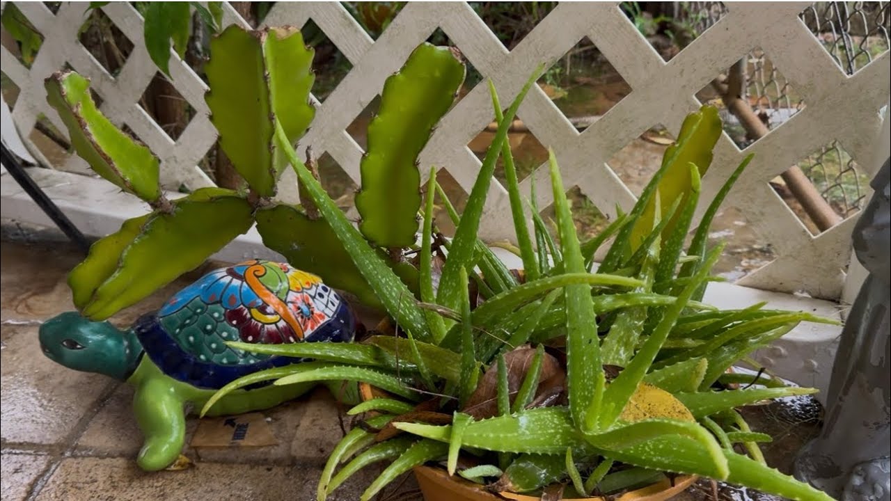 Garden Rain #hawaii #plants