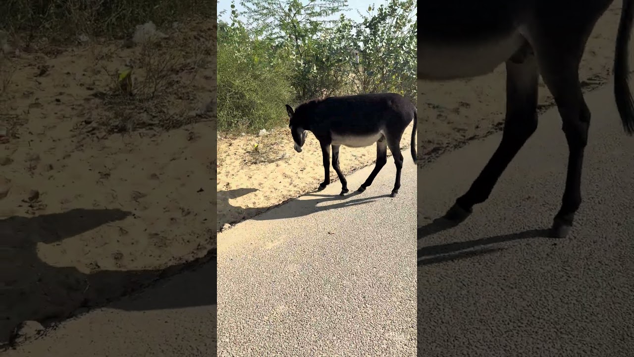 حمار هادئ يقف على الطريق | Peaceful Desert Animal Life 🫏