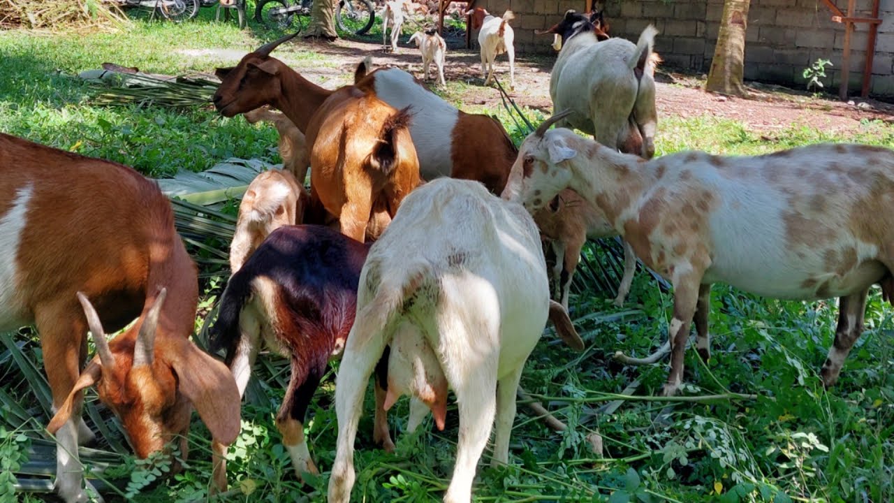 Anu ang Dapat Ibigay sa Maliliit na Kambing at Buntis?