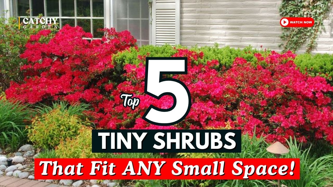 🌿 TOP 5 TINY SHRUBS That Fit ANY Small Space! 🌸🌼