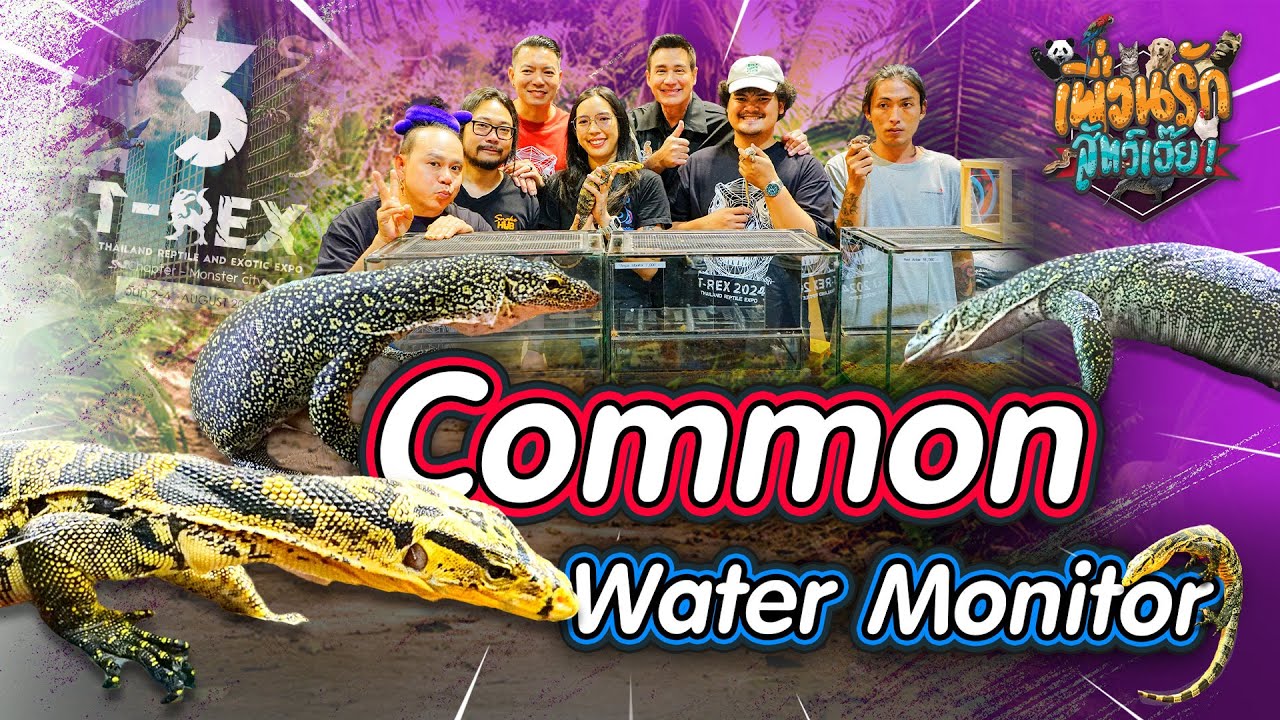 ตัวเงินตัวทองเดี๋ยวนี้มีขายแล้ว Common Water Monitor I เพื่อนรักสัตว์เอ๊ย