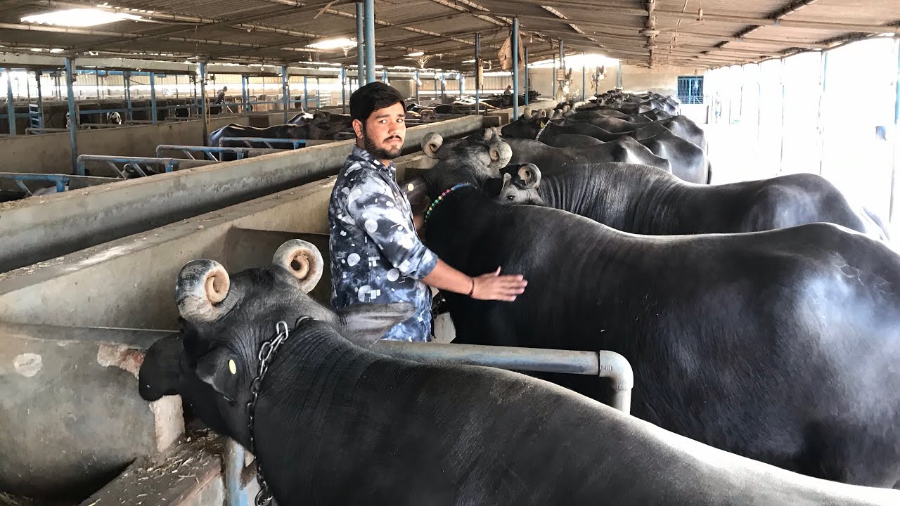 SWIMMING POOL FOR BANNI BUFFALOS MADE BY PRABHAT DESAI IN RANASAN AHMEDABAD