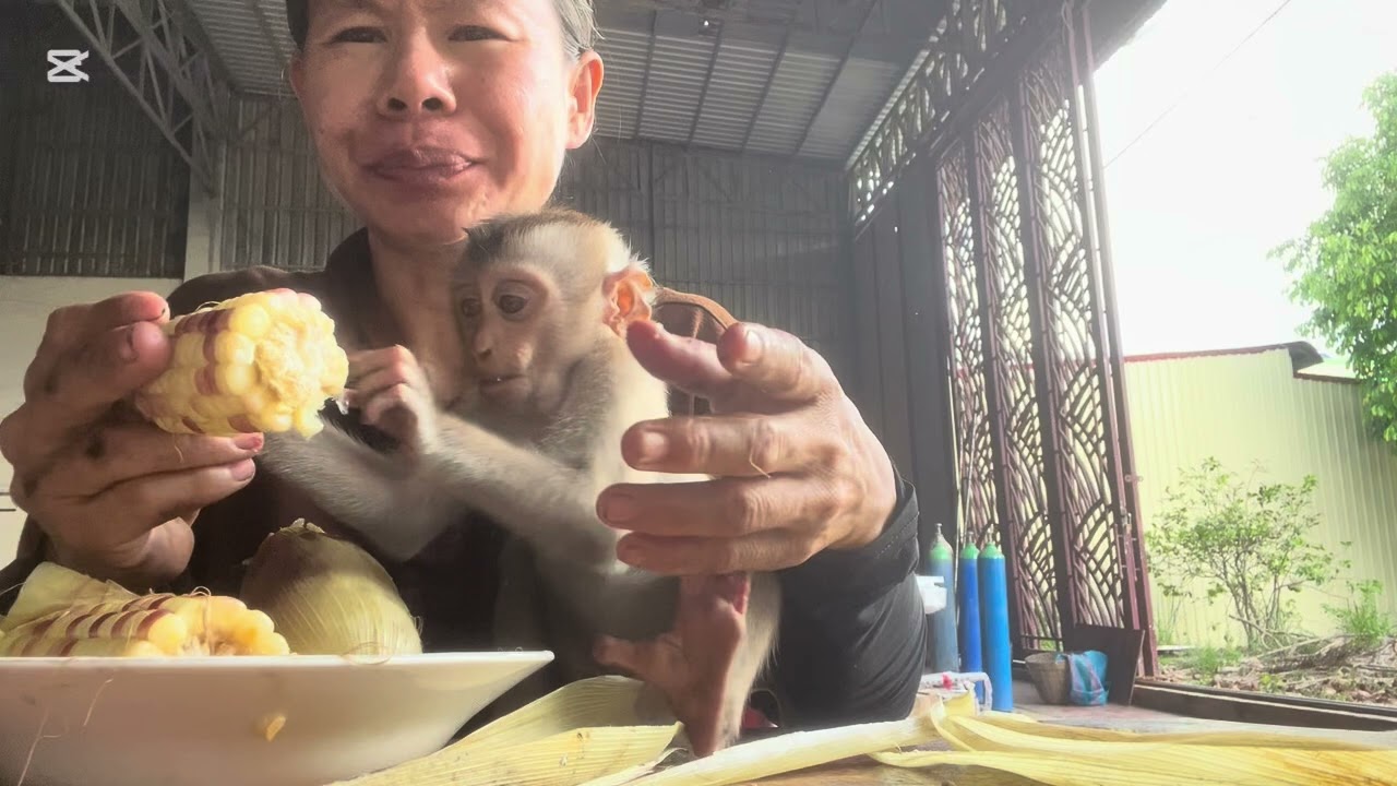 Mommy dress Mary #animals  #monkey #asmr