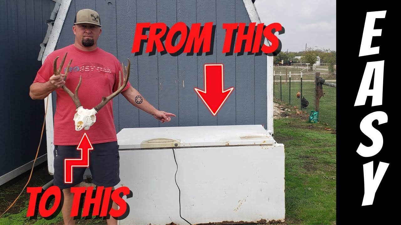 Easy Skull Maceration Setup