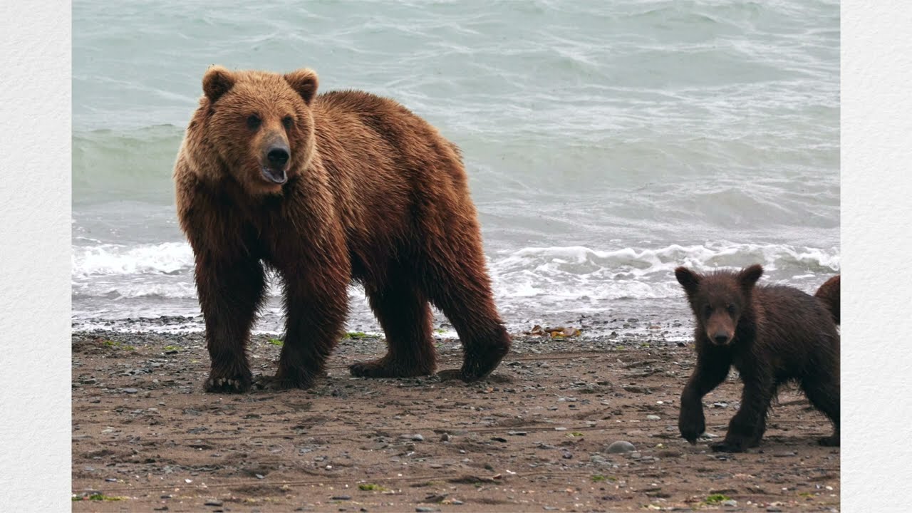 Alaska 2022 - Roxy & Her Cubs, Chinitina Bay