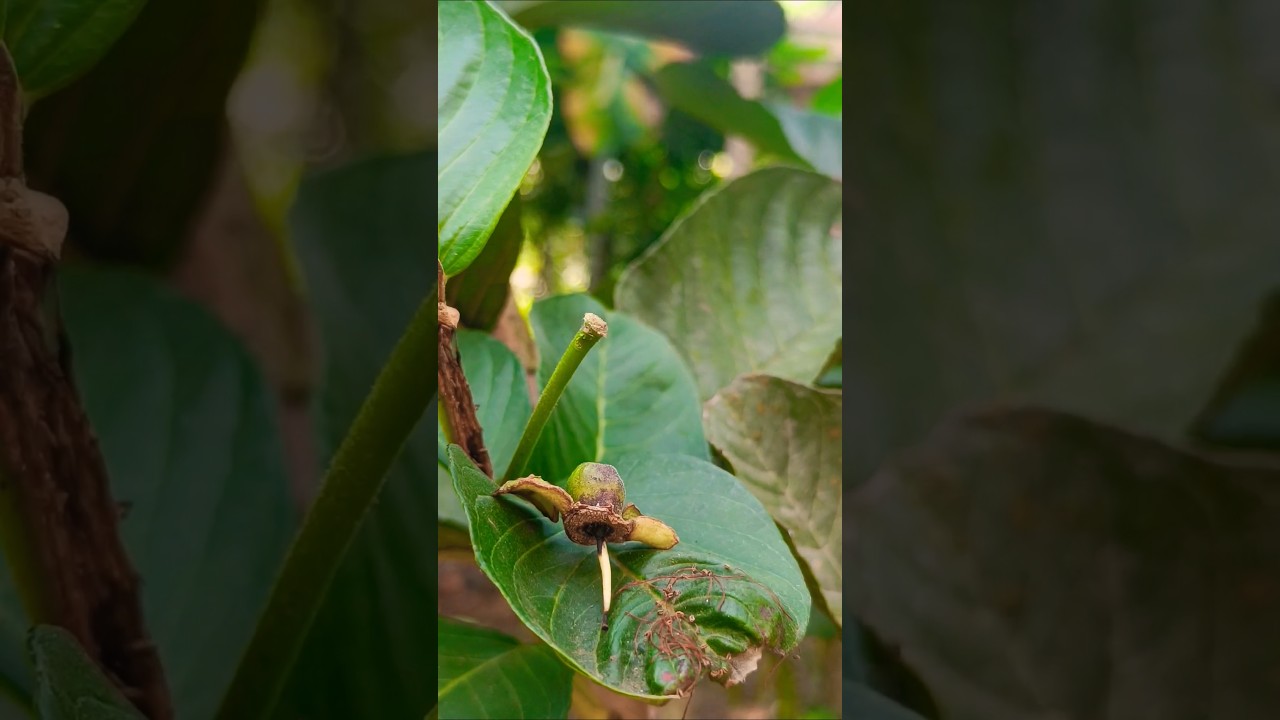 Japan Guvas: Major Issue of Flower Loss and Its Impact