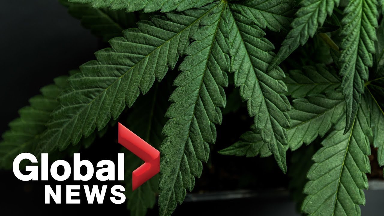 Cannabis taxes brought in $186 million since legalization in Canada