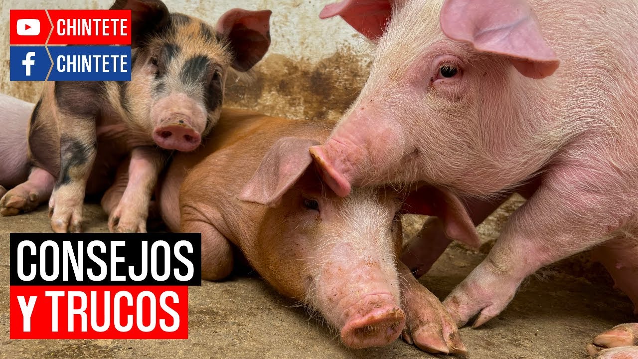 ¿Cómo Empezar a ENGORDAR CERDOS recién DESTETADOS?