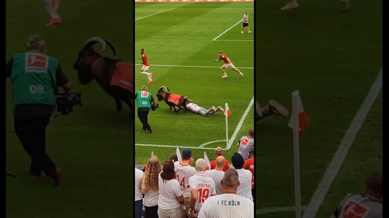 Hennes in den Sturm ❤️🤍🐐#bundesliga #fu&szlig;ball #k&ouml;ln #fck&ouml;ln #stadium #youtubeshorts #saison #shorts