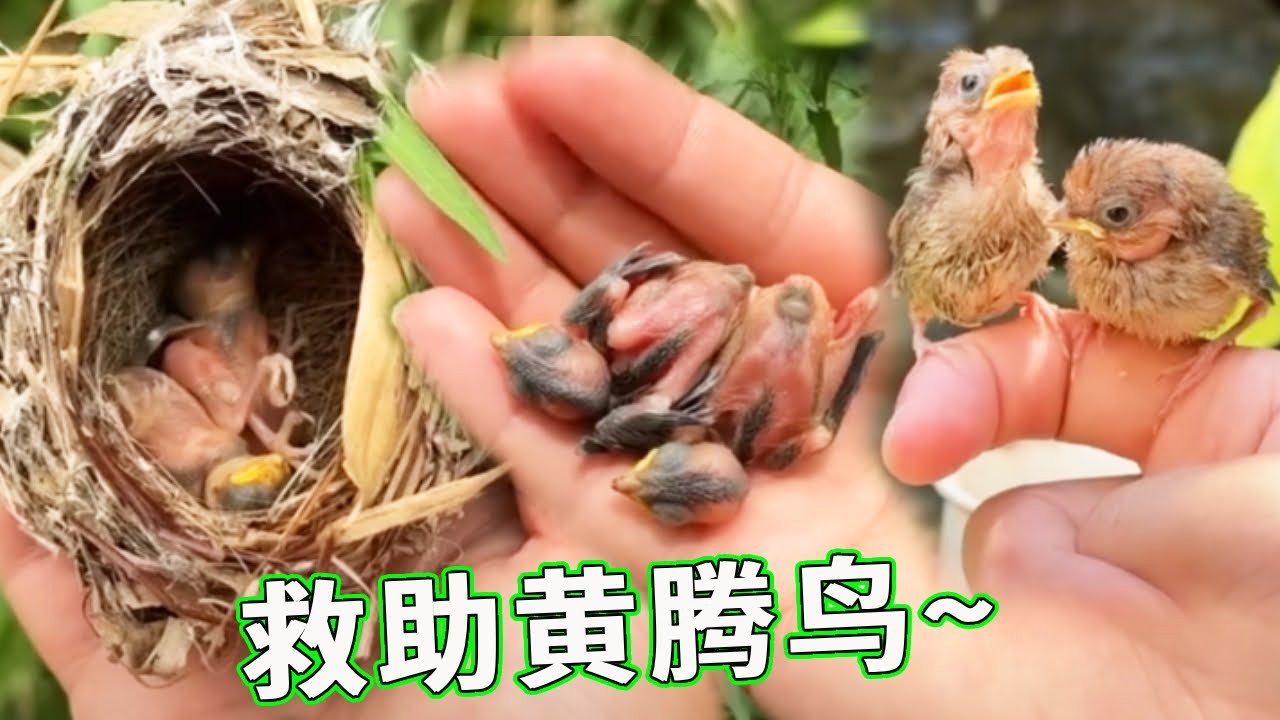 公园捡到一窝黄腾鸟，才四五天的样子，救它们回家【天下一场梦】