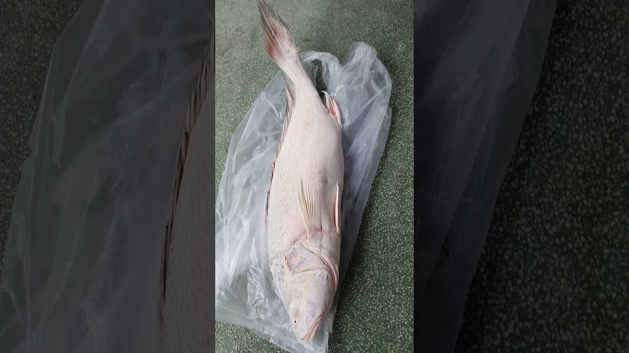 ca su vang 1,5kg