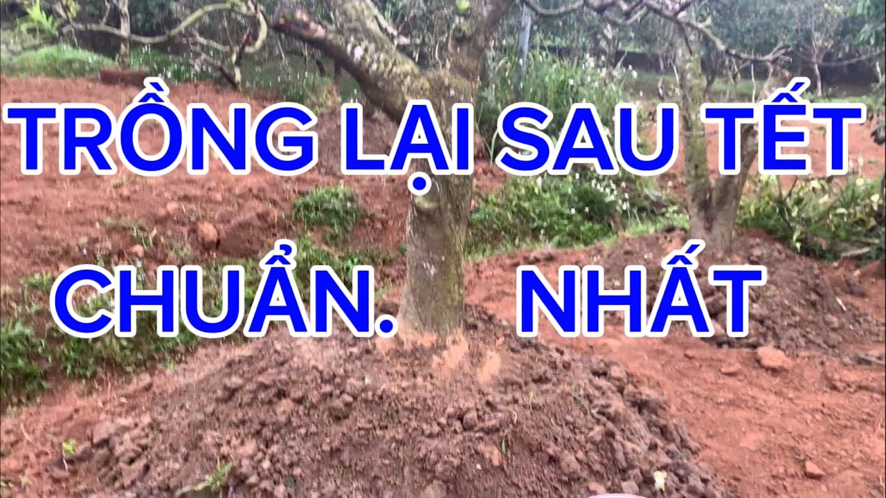 C&aacute;ch Trồng Lại Đ&agrave;o Sau Tết Chuẩn Nhất Sống Khỏe, Ra Hoa chuẩn Tết 