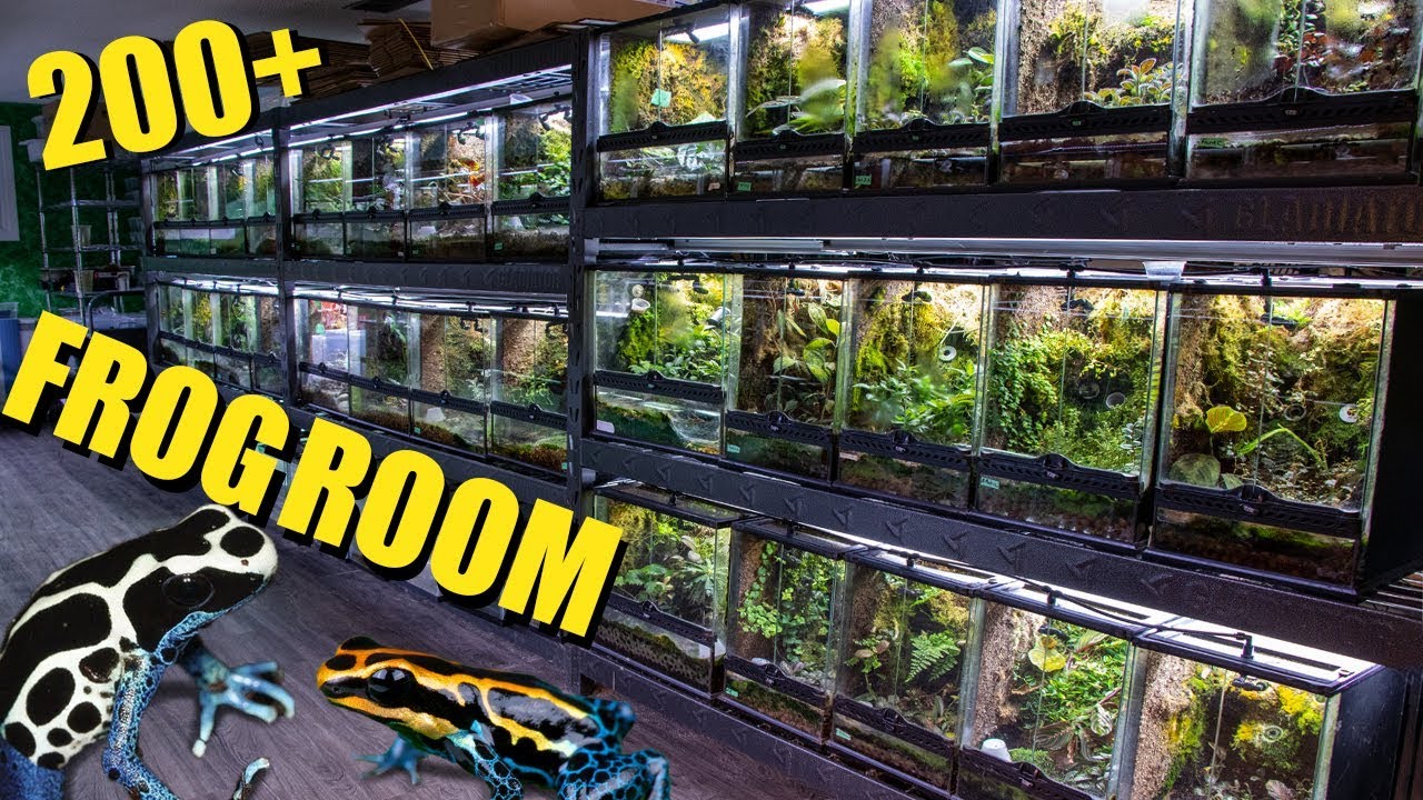 FROG ROOM TOUR - 200+ FROGS | Maintaining a huge collection