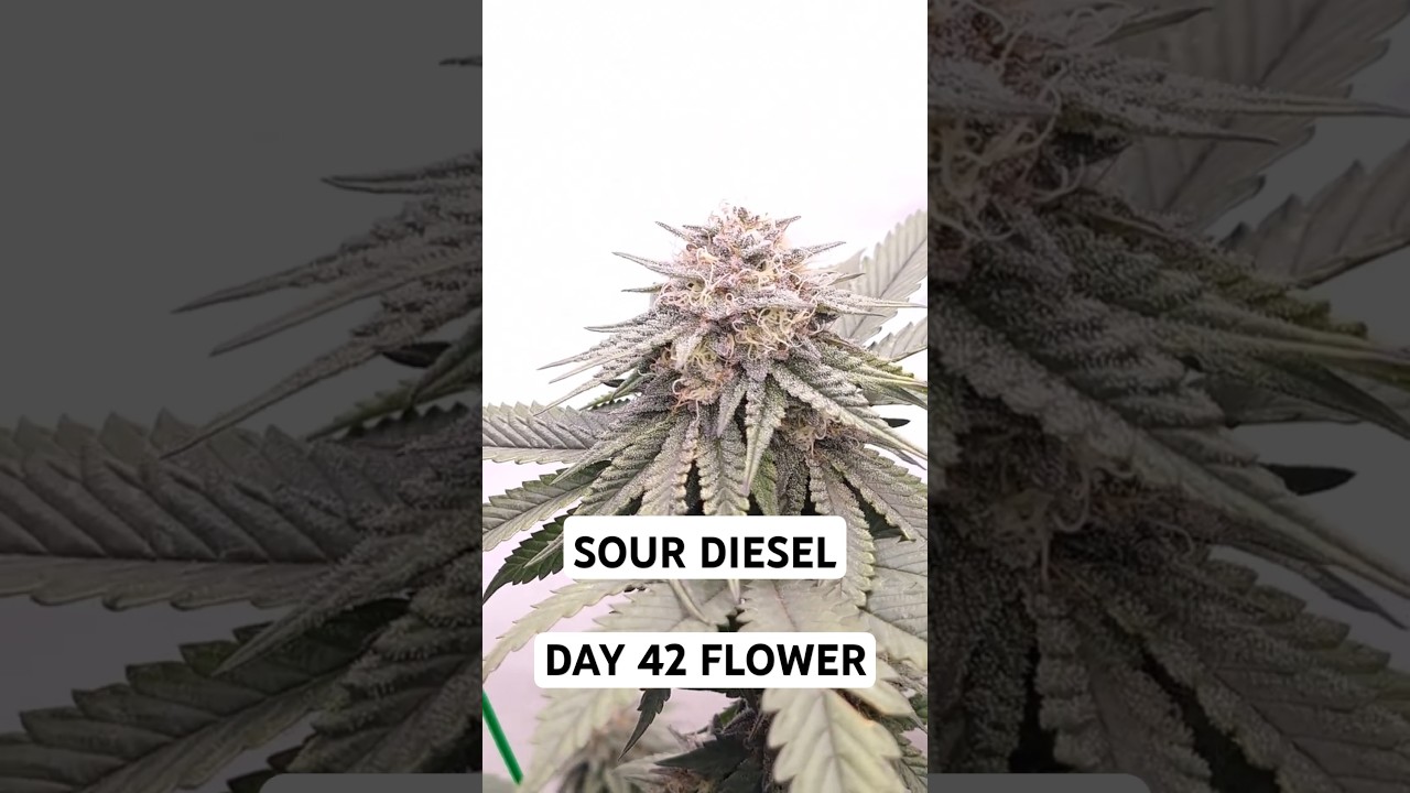 Tag 42 Bl&uuml;tephase - Sour Diesel in Living Soil - 100% organischer Anbau mit 125 W