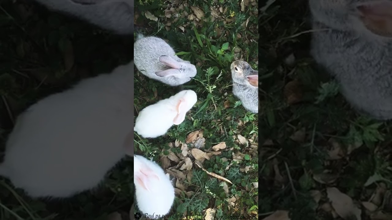 En libert&eacute; provisoire 😎 #lapin #rabbit #conejo #cuniculture #lapen #ha&iuml;ti