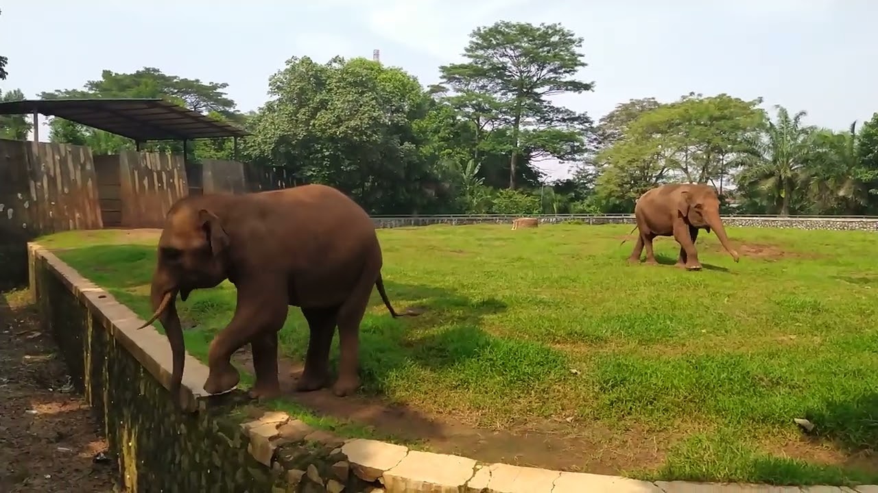 Ragunan Zoo, Elephant, May 2023